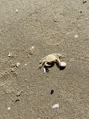 Liocarcinus holsatus