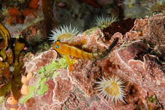 Notoclinops segmentatus