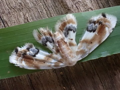 Holocryptis phasianura