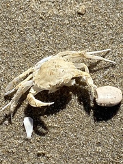 Liocarcinus holsatus