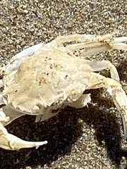 Liocarcinus holsatus