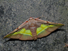 Hypochrosis cryptopyrrhata