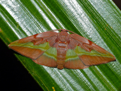 Hypochrosis cryptopyrrhata