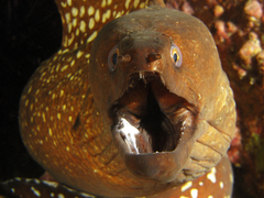 Gymnothorax prionodon