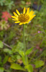 Arnica unalaschcensis