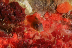 Notoclinops yaldwyni