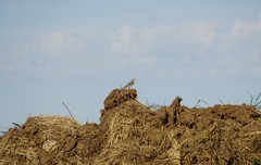 Motacilla alba