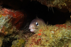 Gymnothorax nubilus
