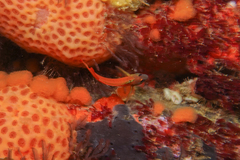 Notoclinops yaldwyni