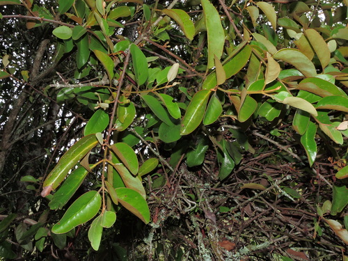 Taxillus nigrans iNat (2)