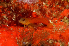 Notoclinops yaldwyni