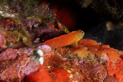 Notoclinops yaldwyni