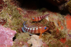Notoclinops segmentatus