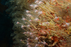Ectopleura