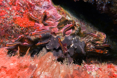 Forsterygion maryannae