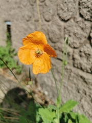 Papaver rupifragum