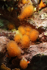Pseudodistoma novaezelandiae