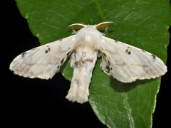 Penicillifera apicalis