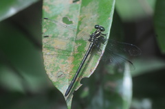 Leptogomphus risi
