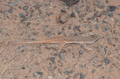 Eremias multiocellata