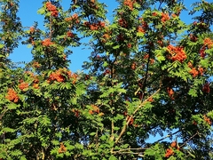 Sorbus aucuparia
