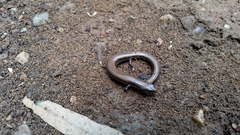 Hemiergis decresiensis