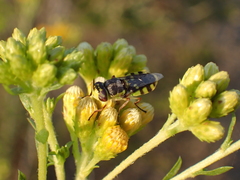 Hedriodiscus truquii