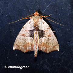 Hyperlopha compactilis