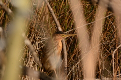 Ixobrychus minutus payesii