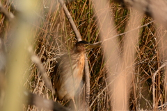 Ixobrychus minutus payesii