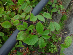 Rubus radula