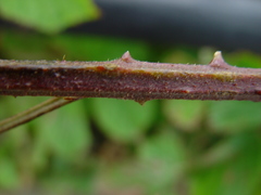 Rubus radula