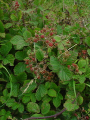 Rubus radula