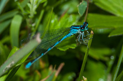 Coenagrion lanceolatum