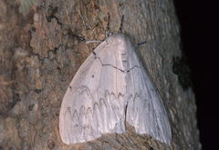 Psilochira lineata