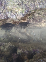 Stomopneustes variolaris