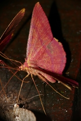 Eumelea florinata