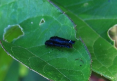 Agrilus squalus