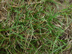 Carex arenaria