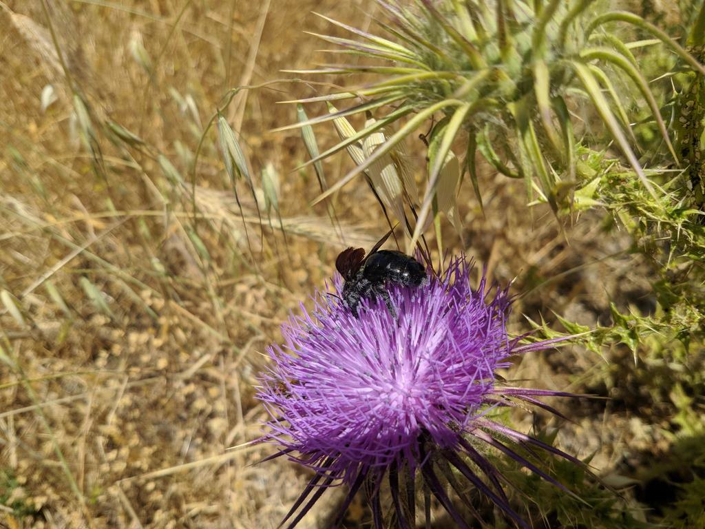 Large Carpenter Bees from Peloponnese Region, Greece on June 7, 2019 by