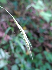 Bromus ramosus