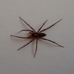 Liocranum