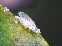 Acanthiophilus helianthi