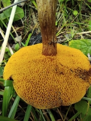 Suillus asiaticus