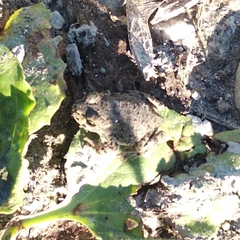 Bufotes viridis
