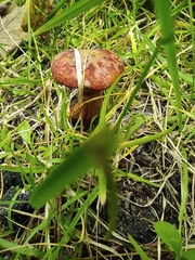 Suillus asiaticus