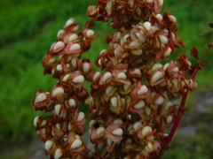 Rumex crispus littoreus