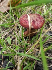 Suillus asiaticus