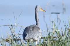 Egretta tricolor image