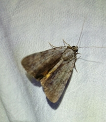 Catocala gracilis